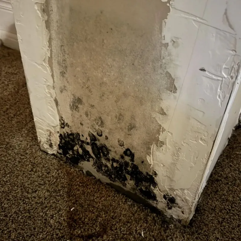 Professional Mold Removal in Hollis, OK